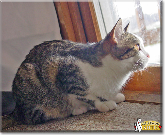 Kittie, the Cat of the Day Kittie, the Cat of the Day