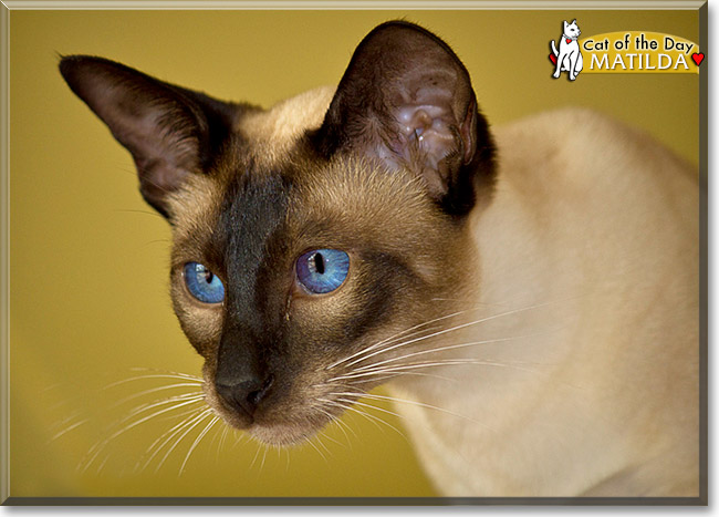 Matilda, the Cat of the Day