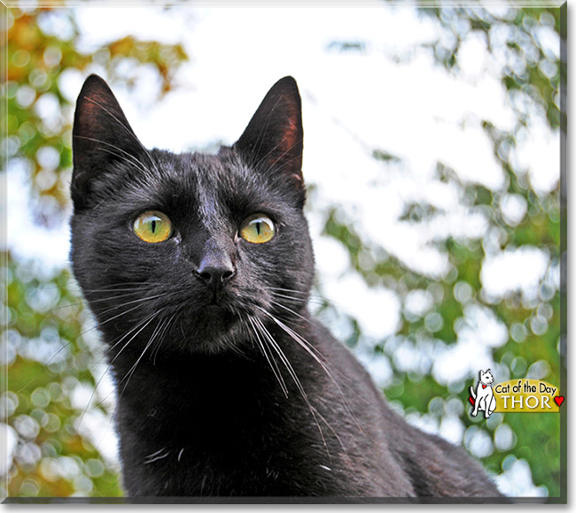 Thor, the Cat of the Day