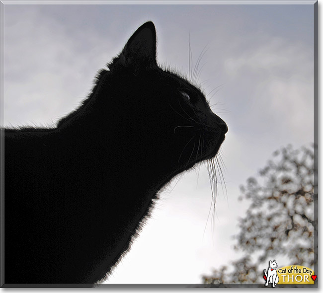 Thor, the Cat of the Day