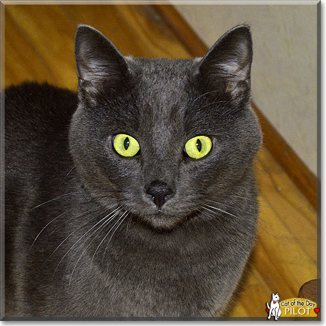 Pilot, the Cat of the Day