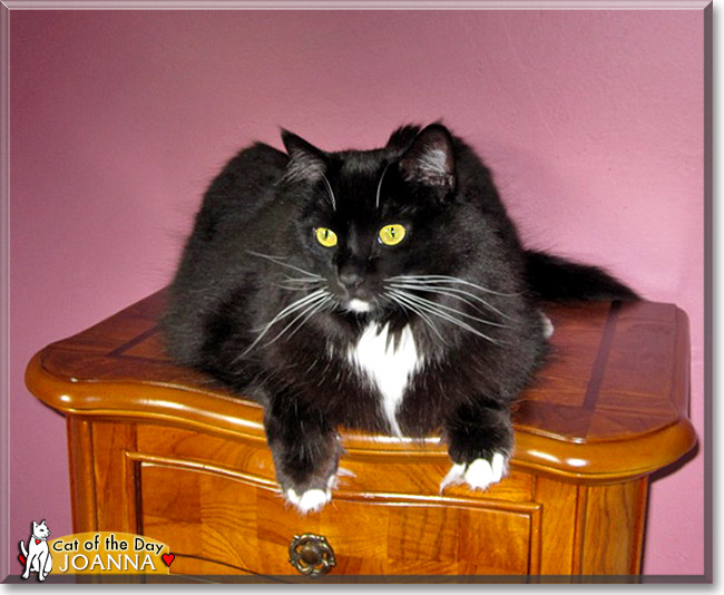Joanna, the Cat of the Day