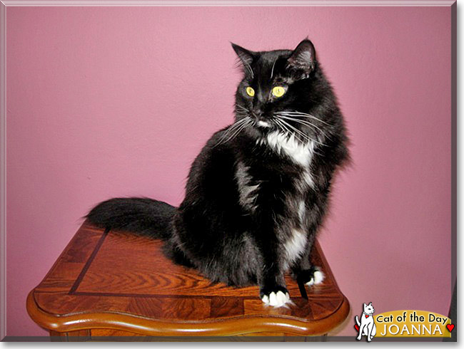 Joanna, the Cat of the Day Joanna, the Cat of the Day