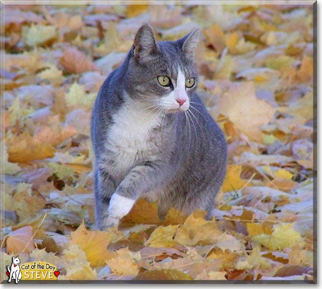 Steve, the Cat of the Day