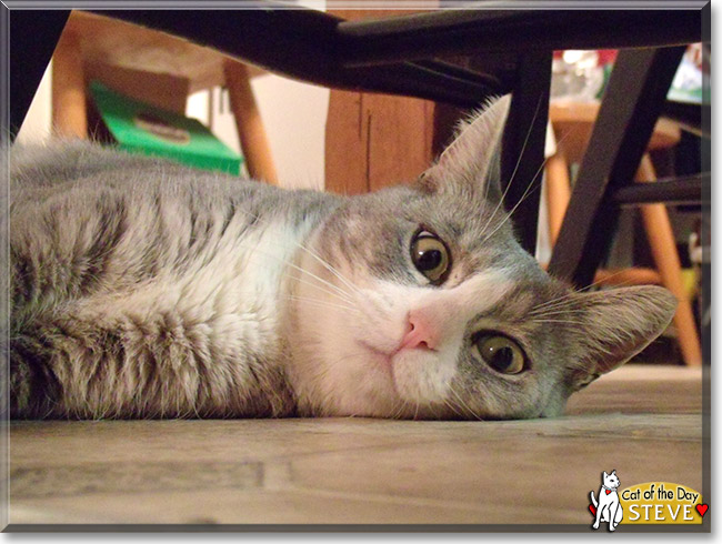 Steve, the Cat of the Day Steve, the Cat of the Day