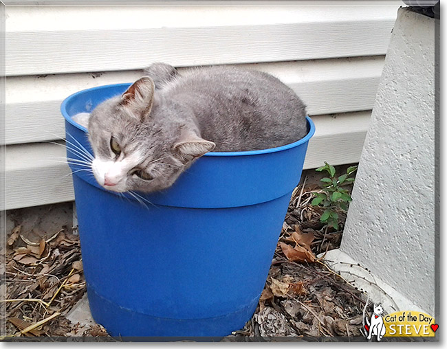 Steve, the Cat of the Day Steve, the Cat of the Day