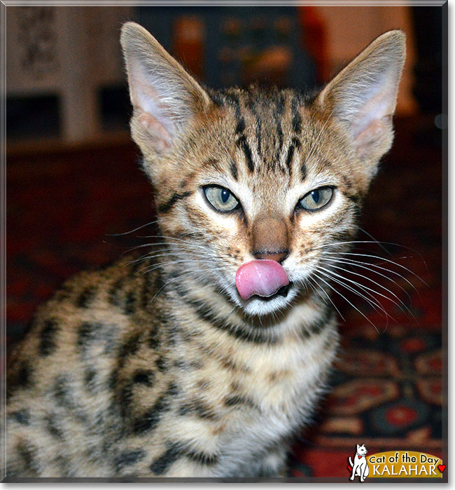 Kalahar, the Cat of the Day