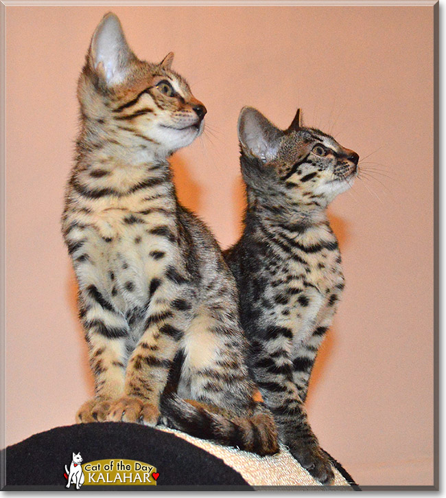 Kalahar, the Cat of the Day Kalahar, the Cat of the Day
