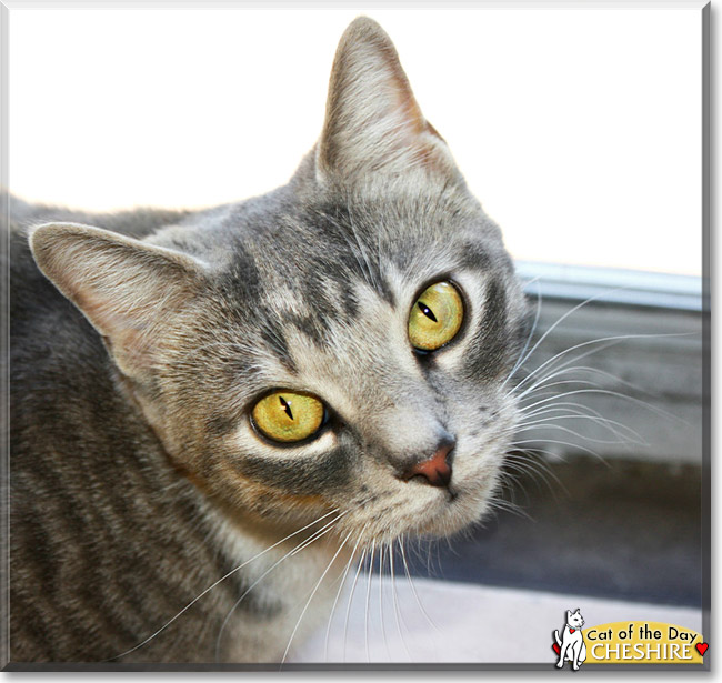Cheshire, the Cat of the Day