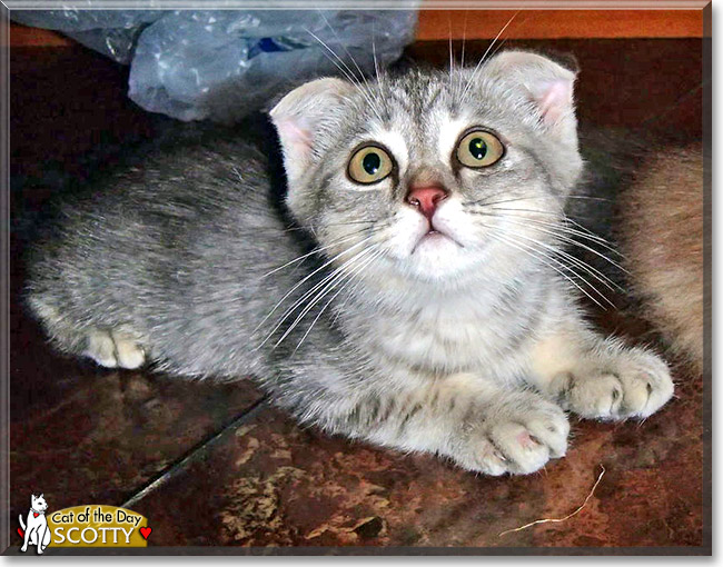 Scotty, the Cat of the Day