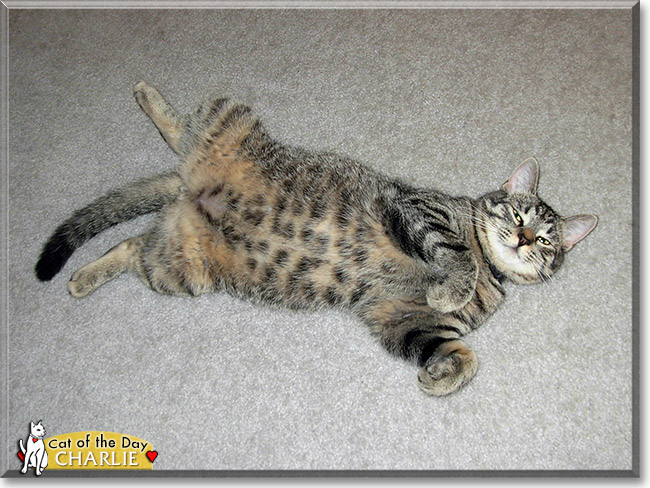 Charlie, the Cat of the Day