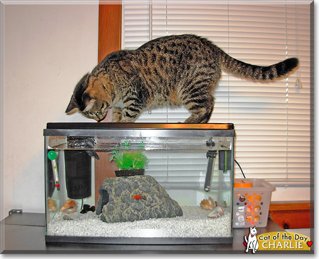 Charlie, the Cat of the Day Charlie, the Cat of the Day
