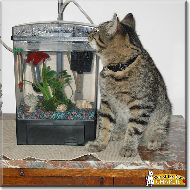 Charlie, the Cat of the Day Charlie, the Cat of the Day