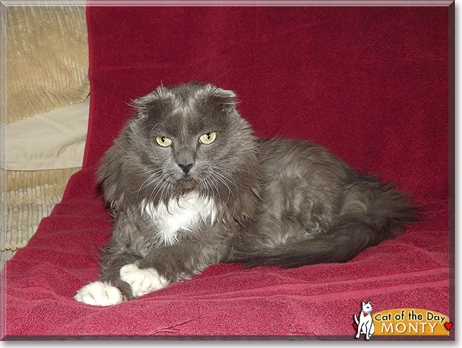 Montgomery, the Cat of the Day