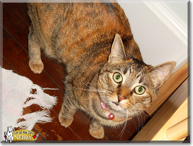 Nebby, the Cat of the Day