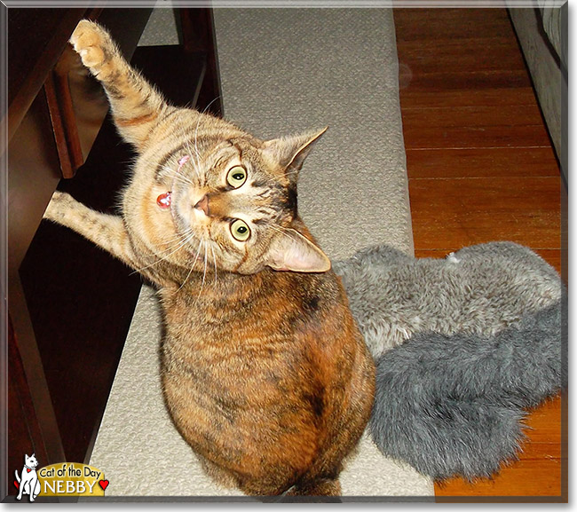 Nebby, the Cat of the Day Nebby, the Cat of the Day