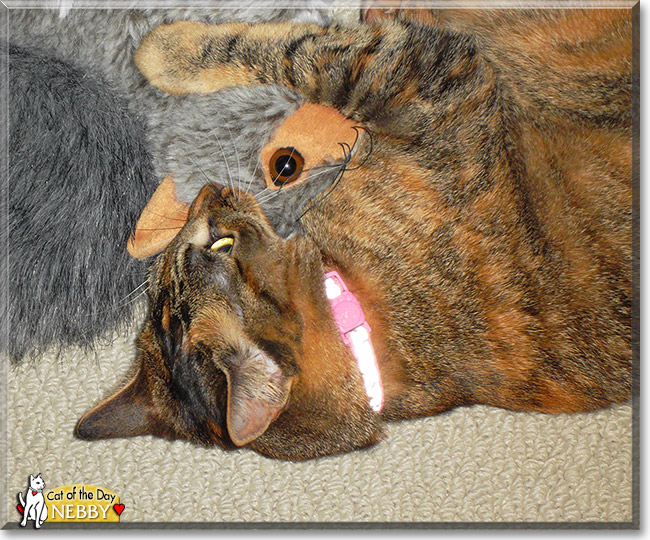 Nebby, the Cat of the Day Nebby, the Cat of the Day
