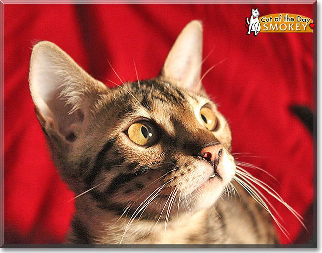 Smokey, the Cat of the Day Smokey, the Cat of the Day