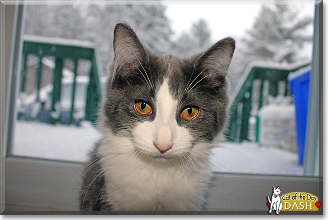 Dash, the Cat of the Day