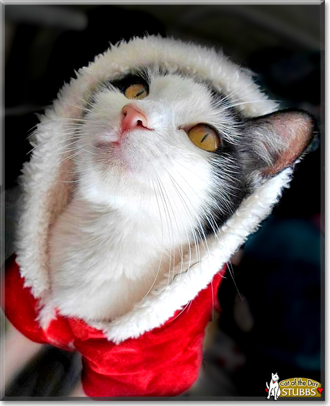 Stubbs, the Cat of the Day