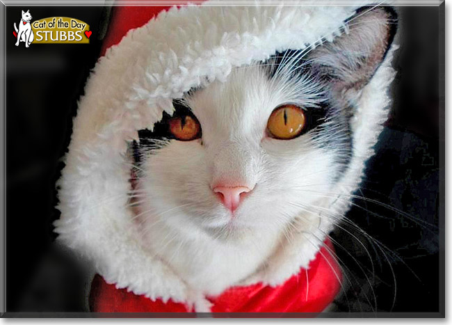 Stubbs, the Cat of the Day Stubbs, the Cat of the Day