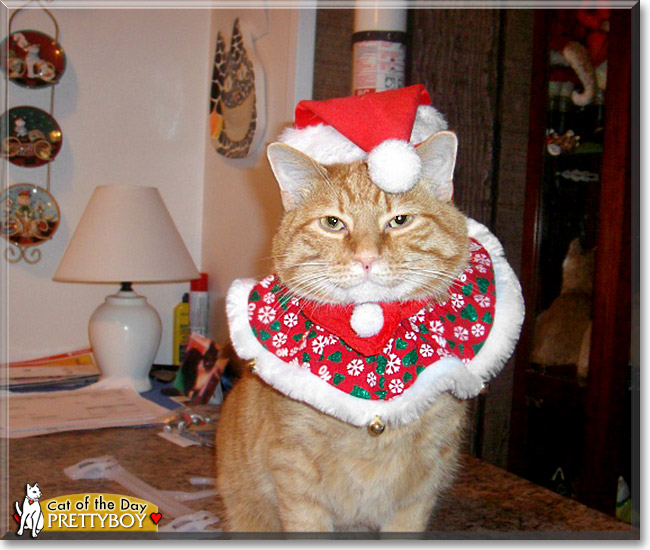 Prettyboy, the Cat of the Day