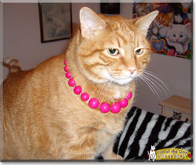 Prettyboy, the Cat of the Day Prettyboy, the Cat of the Day