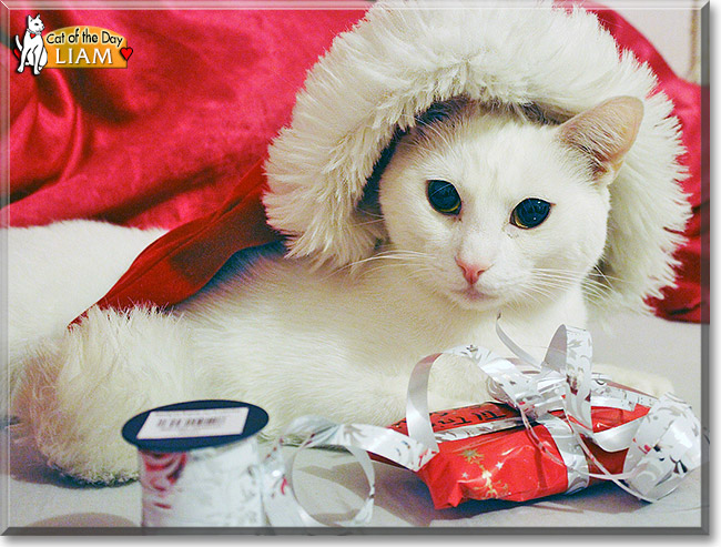 Liam, the Cat of the Day