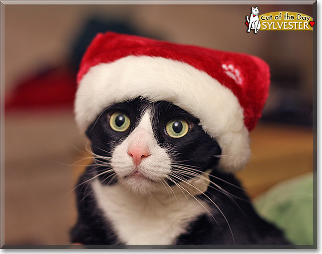 Sylvester, the Cat of the Day