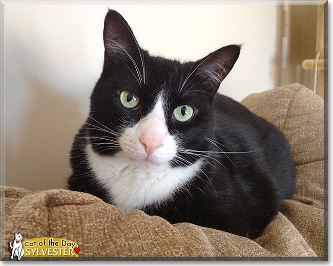 Sylvester, the Cat of the Day Sylvester, the Cat of the Day