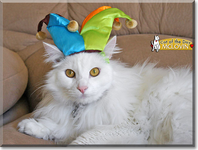McLovin, the Cat of the Day
