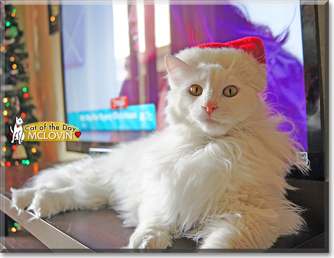 McLovin, the Cat of the Day McLovin, the Cat of the Day
