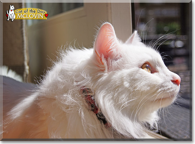 McLovin, the Cat of the Day McLovin, the Cat of the Day