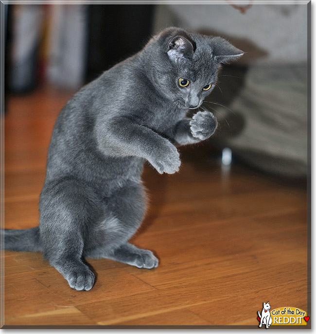 Reddit, the Cat of the Day