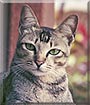 Tui the Bali cat