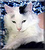 Casper Todd Lee the Turkish Van