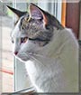 Kittie the Domestic shorthair
