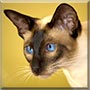 Matilda the Siamese Seal point