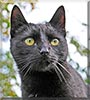 Thor the European Shorthair
