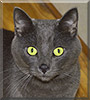 Pilot the Russian Blue