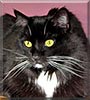 Joanna the Maine Coon