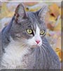 Steve the Silver Tabby Tuxedo