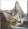 Cheshire the Siamese, Tabby cat
