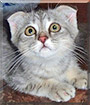 Scotty the Scottish Fold