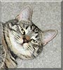 Charlie the Ocicat