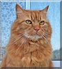 Pudbo the Ginger Longhair