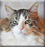 Wee Wee the Norwegian Forest Cat