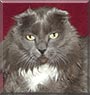 Montgomery the Scottish Fold