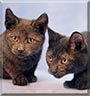 Clawedius, Purrcival the Havana Brown mix