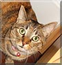 Nebby the Tortoiseshell Shorthair